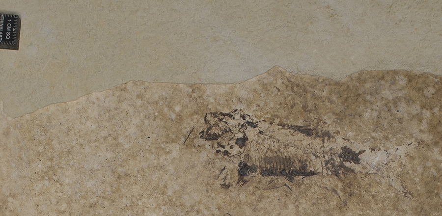 Fish fossil on tapiromorph slab surface