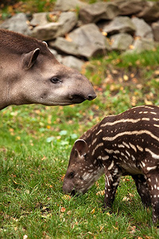 Baby tapir with mom